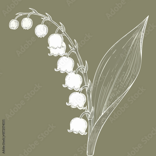 Elegant vintage style hand drawn illustration of the beautiful white bell shaped lily of the valley flower bloom.