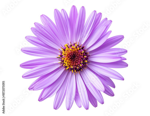 A vibrant, detailed close-up of a purple aster flower against a stark black background