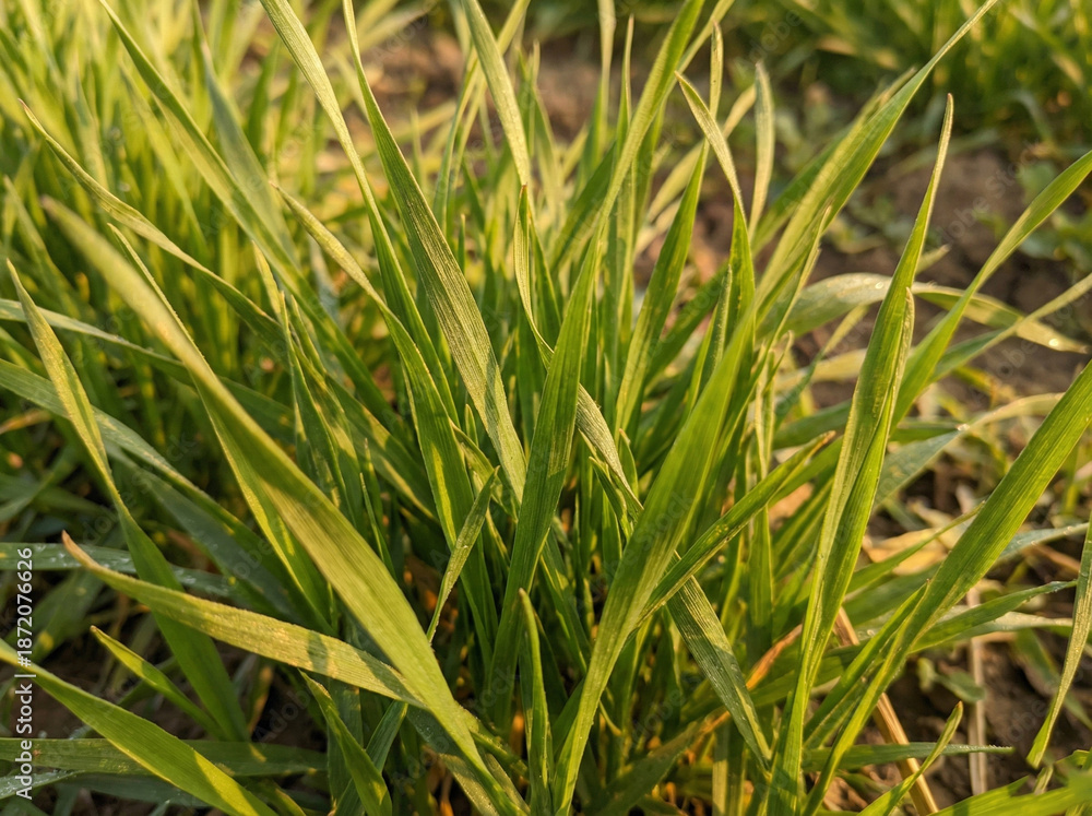 Fototapeta premium Sunlit Wheat Grass Field Detail