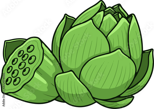 A green lotus seed pod with a tightly closed bloom on a white background