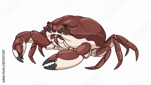 A detailed, cartoon-style illustration of a reddish-brown crab on a white background