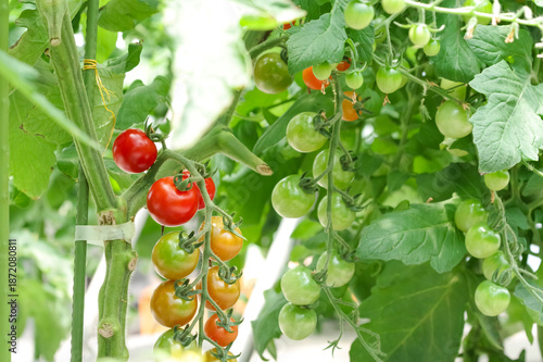 ビニルハウスで育つ色づき始めたミニトマト