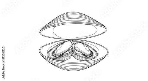 Detailed line art sketch of an open clam shell revealing the small mussels inside for fresh seafood and ocean themes.