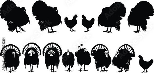 turkey, chicken, silhouette, bird, poultry, farm, animal, feather, posture, black, white, icon, illustration, vector, design, symbol, nature, livestock, walking, standing