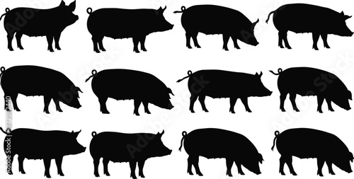 Pig silhouettes set, farm animal hog poses, pork livestock collection, rural agriculture design elements, black vector clipart bundle