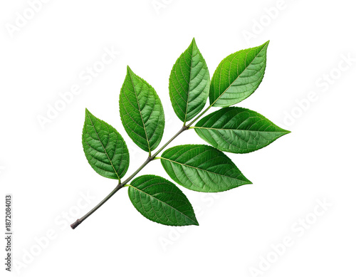 Branch of lush green leaves against a stark black background
