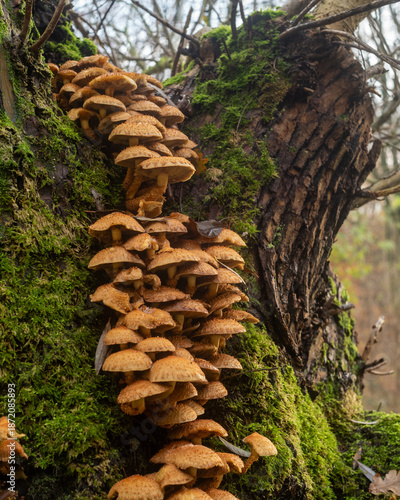 Tableau sur toile Mushrooms growing on a moss-covered tree trunk in an autumn forest setting