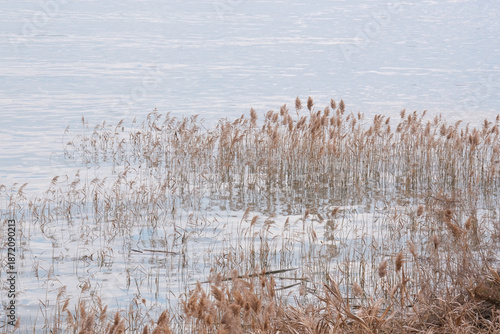 Wallpaper Mural 水辺の葦 Torontodigital.ca