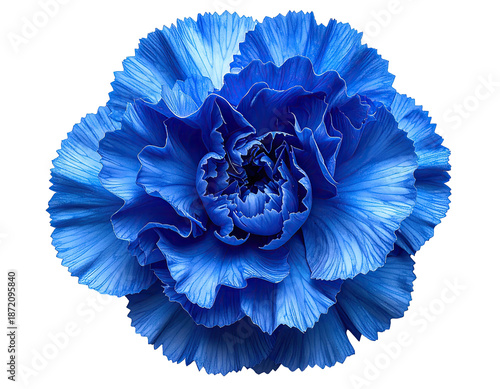A vibrant, close-up view of a fully bloomed blue flower, isolated on a black background