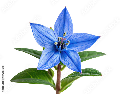 A vibrant close-up of a blue star-shaped blossom, set against a dark background