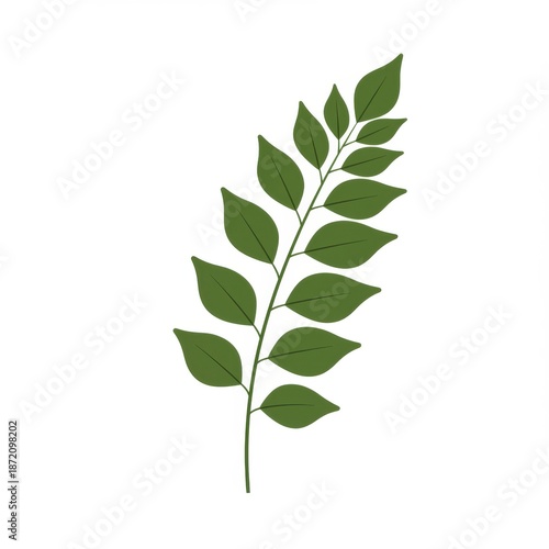 Isolated Green Leaf Branch With Small Leaves on a White Background Minimal Design
