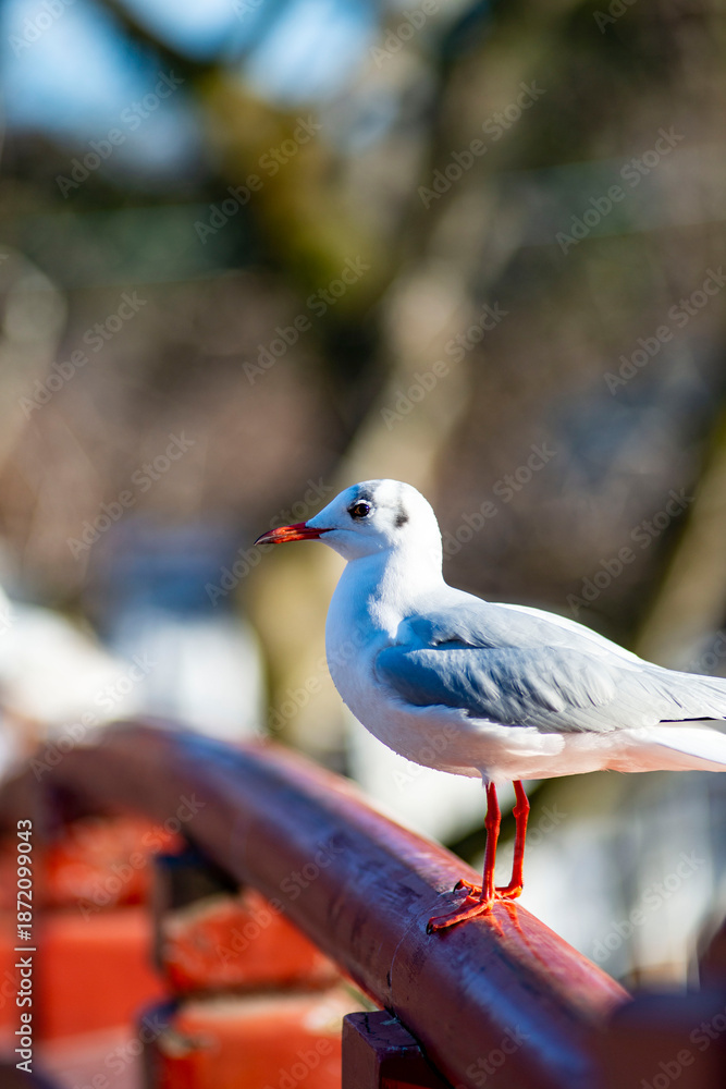 Obraz premium 鎌倉2617 鶴岡八幡宮8 ゆりかもめ