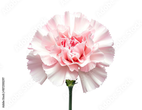 Close-up of a delicate pink carnation, isolated against a stark, black background