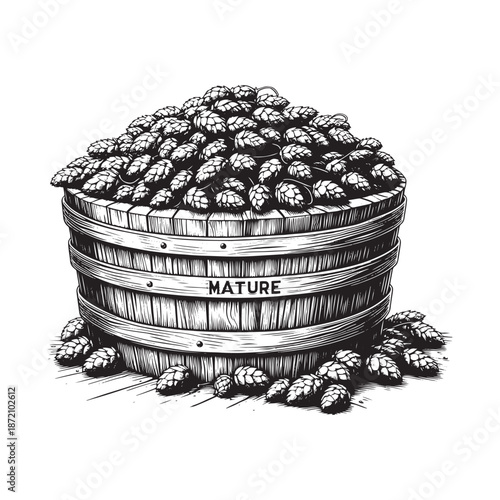 Mature hops in a wooden container