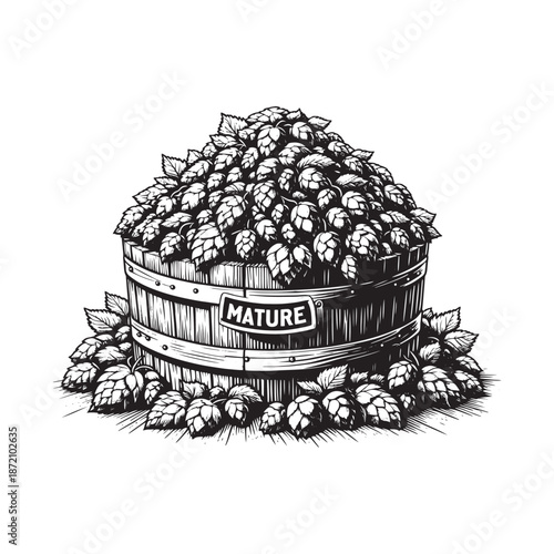 Mature hops in a wooden container