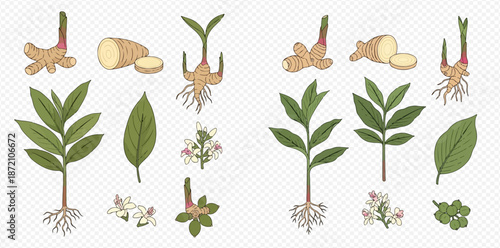 Ginger and galangal plants with roots, leaves, flowers, and rhizomes in various stages of growth.