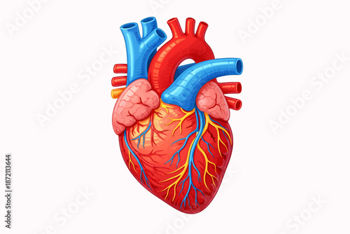 vector illustration of a human heart anatomy model isolated
