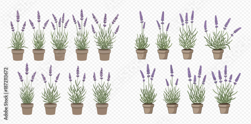Set of lavender plants in pots, isolated on transparent background, for garden and home decor.