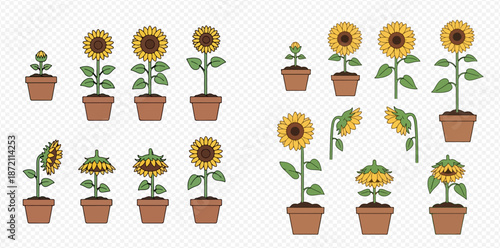 Set of cartoon sunflower plants in various growth stages and conditions in pots.