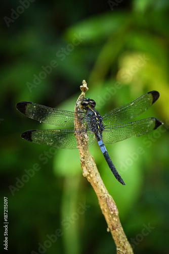 Macro Portrait of a Dragonfly Perched on a Dry Twig – Detailed Wings and Compound Eyes with Soft Bokeh Background