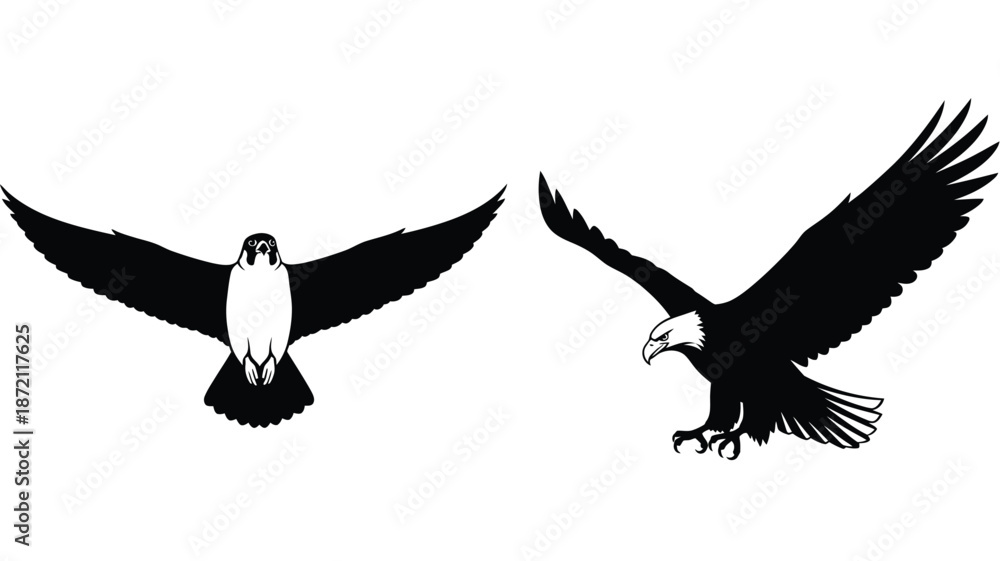 Obraz premium Majestic bald eagle in flight two views presented as a striking silhouette