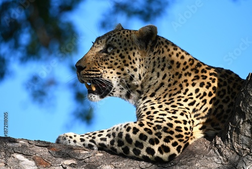 Beautiful leopard with striking eyes