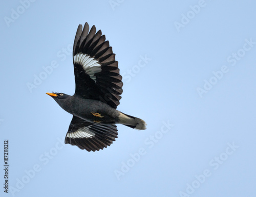Mynah bird flying 