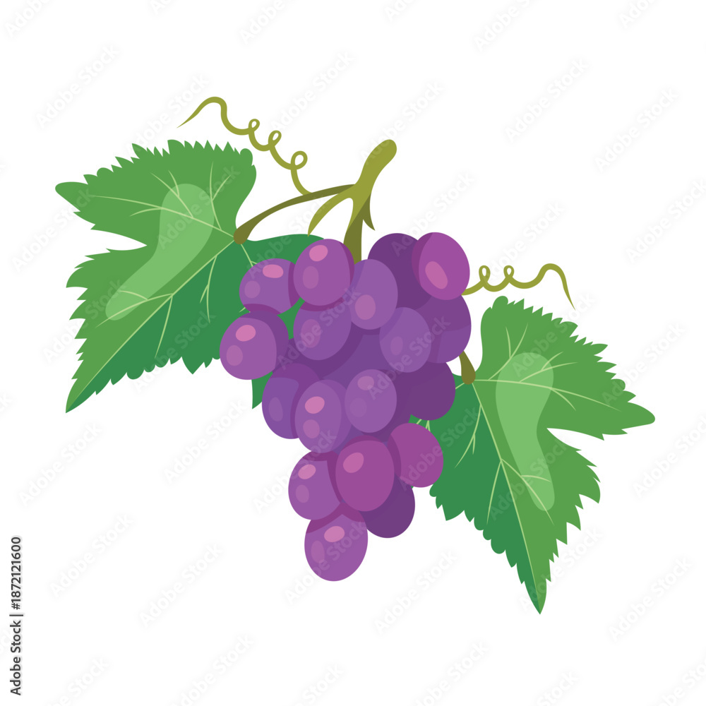 Fototapeta premium Purple grapes branch. Flat vector clipart, illustration with isolated background.