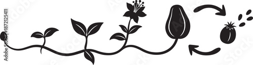 Plant growth stages from seed to flower