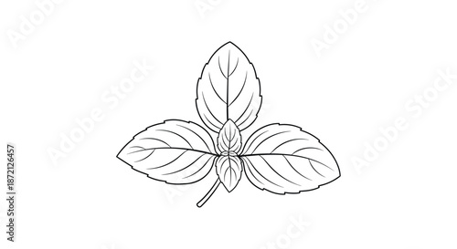 Detailed black and white line art drawing of a small sprig of mint or basil leaves, perfect for culinary and herbal designs.