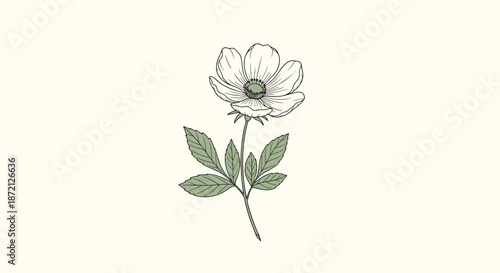 Detailed hand drawn illustration of a single white flower on a green stem with leaves, set against a soft cream background.