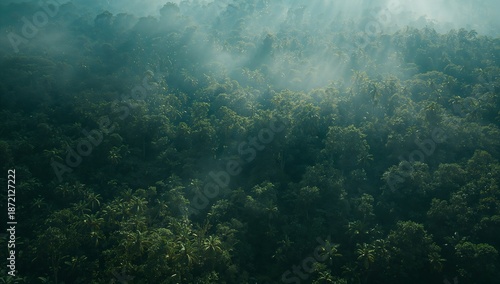 Wallpaper Mural An aerial view captures the majestic forest, with mist lingering amongst the treetops Torontodigital.ca