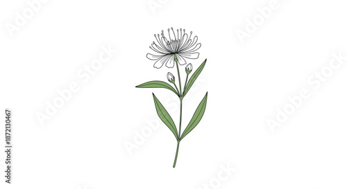 Botanical illustration of a delicate white flower with thin petals and green leaves on a slender stem shown on a white background.