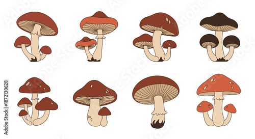Collection of eight different illustrated mushrooms shows various cap shapes and colors including brown, red, and orange.