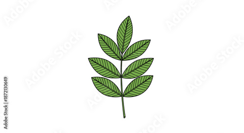 Single green compound leaf with multiple leaflets is centered vertically on a plain white background for botanical study.