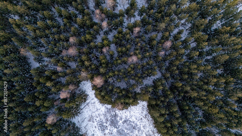 winter forest in Germany 