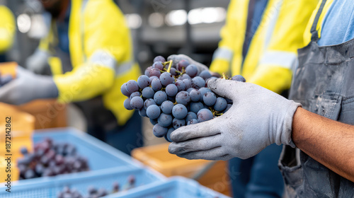 Harvesting grapes in vineyard, workers wearing gloves and bright jackets, showcasing fresh grapes in hands, teamwork in agriculture