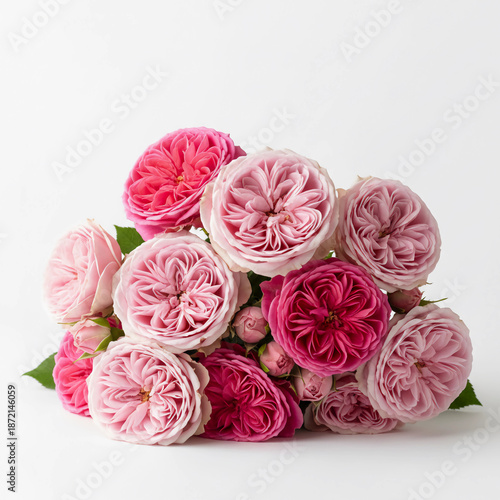 Pink Roses white background.