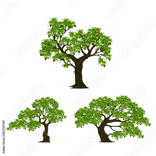 Tree Vector Illustration Collection Featuring Tropical and Orchard Trees with Mango, Apple, Banana, Orange, Coconut Palm and More Isolated on White Background