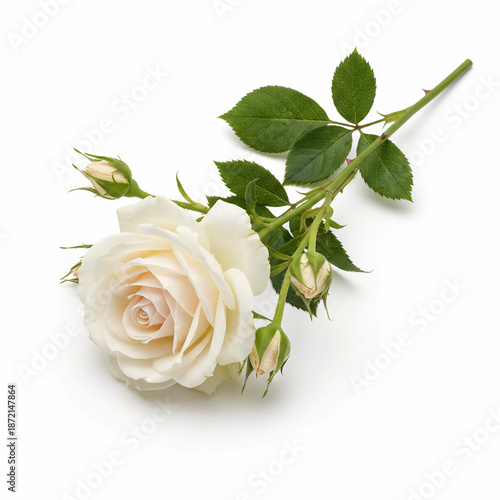 Rose flower image.