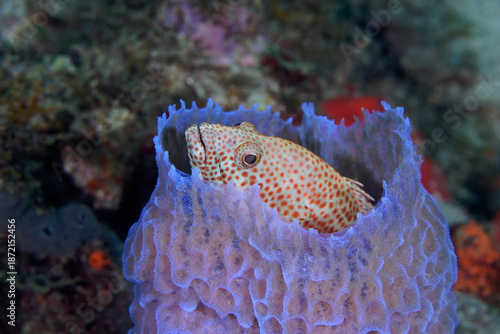 Mérou dans corail cheminée bleu