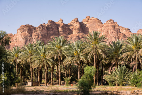 Oasis with palm trees and rocky mountains in the background in Saudi Arabia