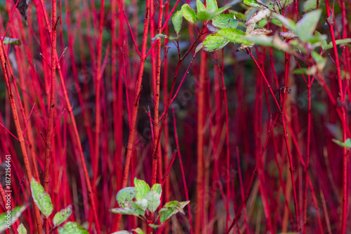 The beautiful red wood forest in the botanical garden
