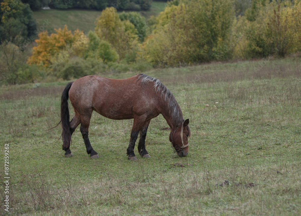 Fototapeta premium Horse grazing field on rural farm landscape