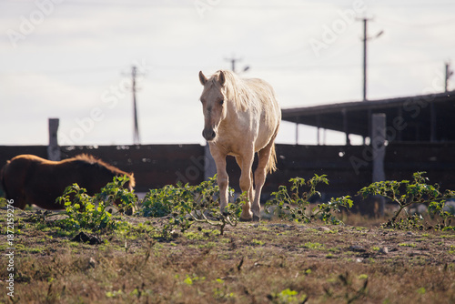 Fotografía Palomino horse walking on field near farm