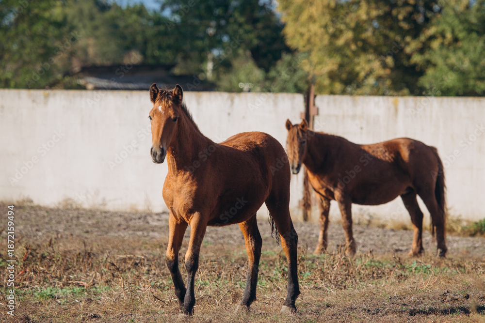 Fototapeta premium Brown horse standing in dry pasture