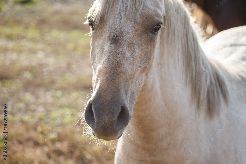 Obraz premium Palomino horse facing forward showing gentle expression