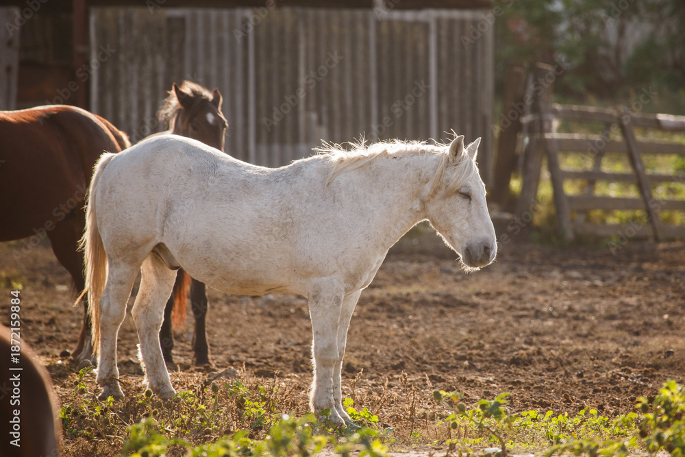 Obraz premium White horse resting in sunlit farm paddock