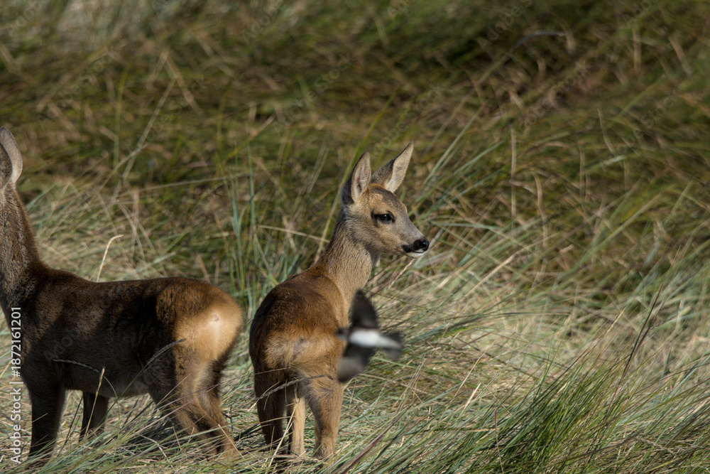 Obraz premium deer in the grass