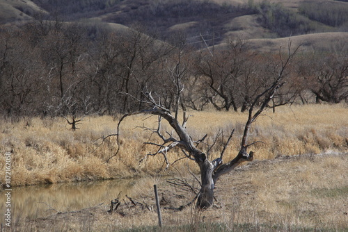 Springtime at the Qu'Appelle River with Pelicans